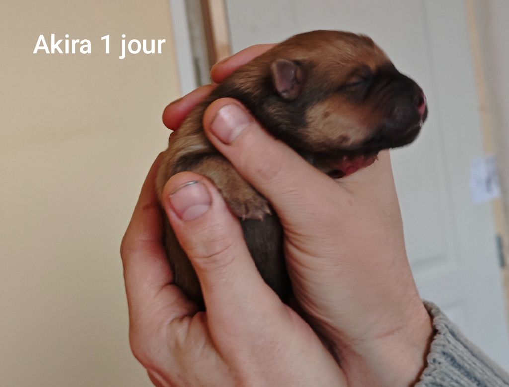 Des Gardiens d'Ysatis - Chiot disponible  - Eurasier