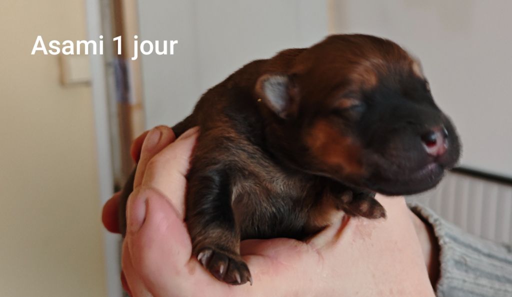 Des Gardiens d'Ysatis - Chiot disponible  - Eurasier