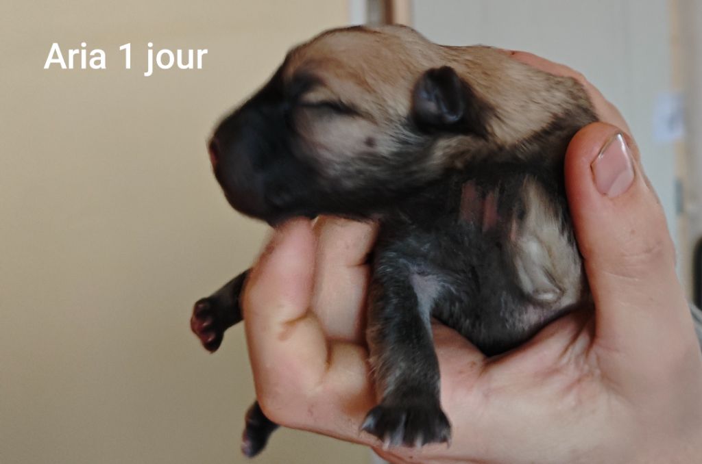 Des Gardiens d'Ysatis - Chiot disponible  - Eurasier