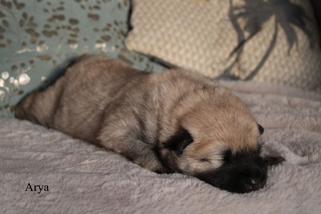 Des Gardiens d'Ysatis - Chiot disponible  - Eurasier