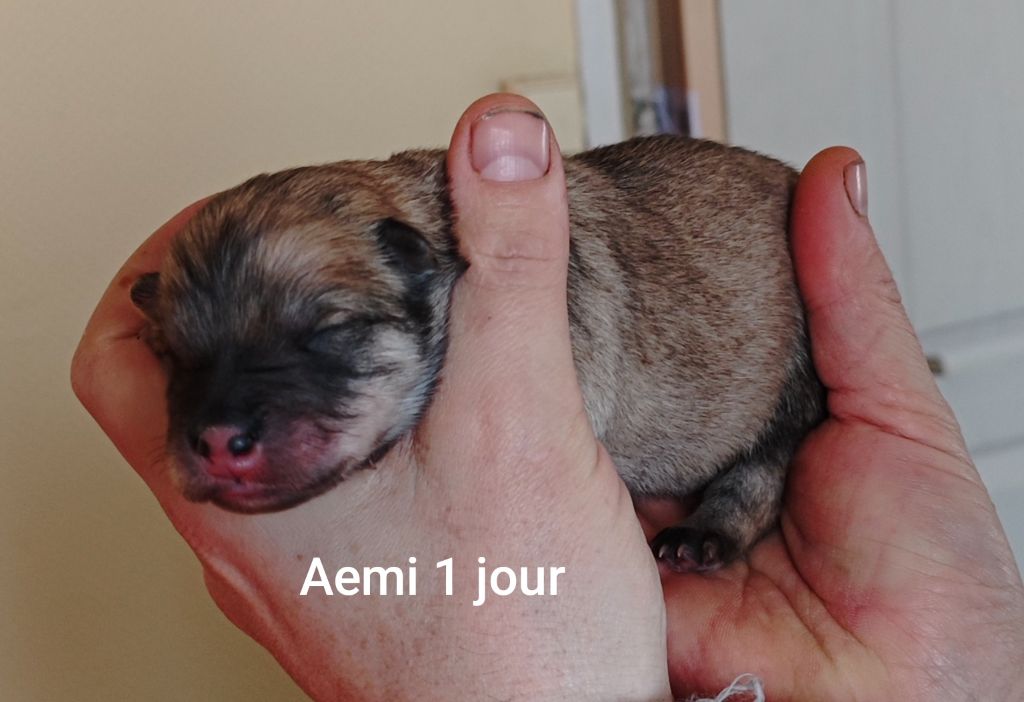 Des Gardiens d'Ysatis - Chiot disponible  - Eurasier