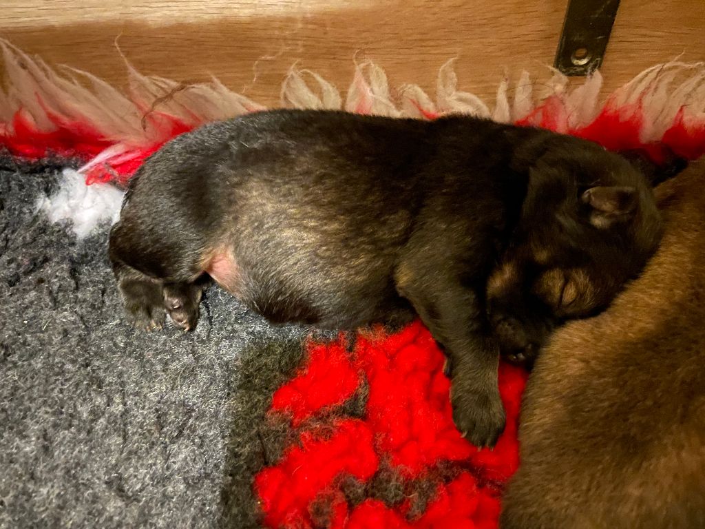 Des Gardiens d'Ysatis - Chiot disponible  - Eurasier