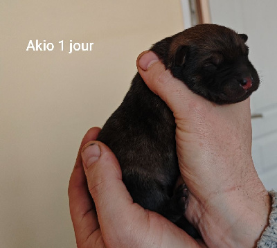 CHIOT 1