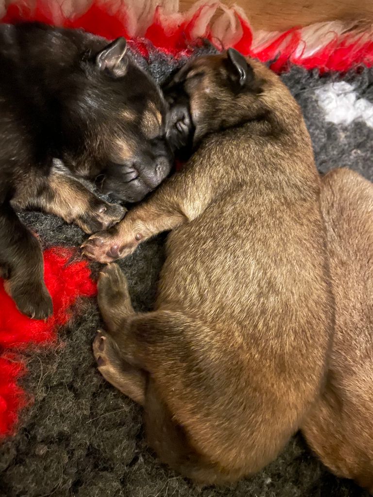 Des Gardiens d'Ysatis - Chiot disponible  - Eurasier