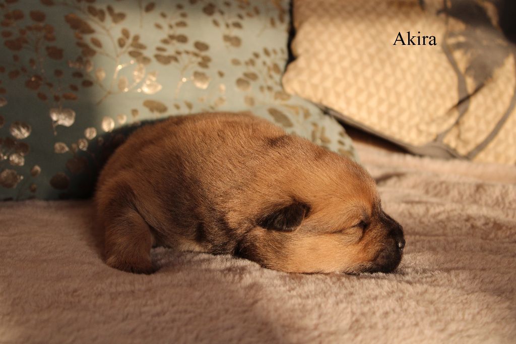 Des Gardiens d'Ysatis - Chiot disponible  - Eurasier