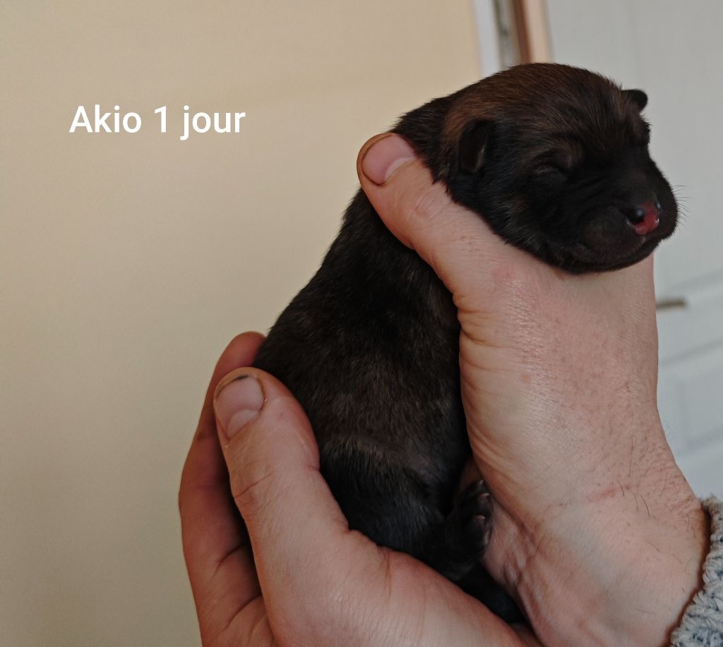 Des Gardiens d'Ysatis - Chiot disponible  - Eurasier