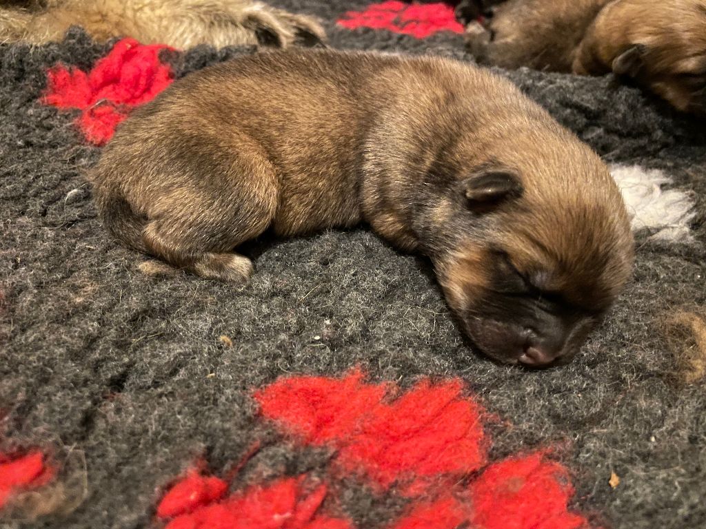 Des Gardiens d'Ysatis - Chiot disponible  - Eurasier