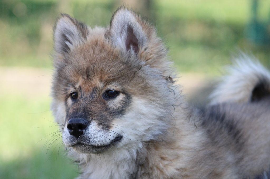 Ayumi Des Gardiens d'Ysatis