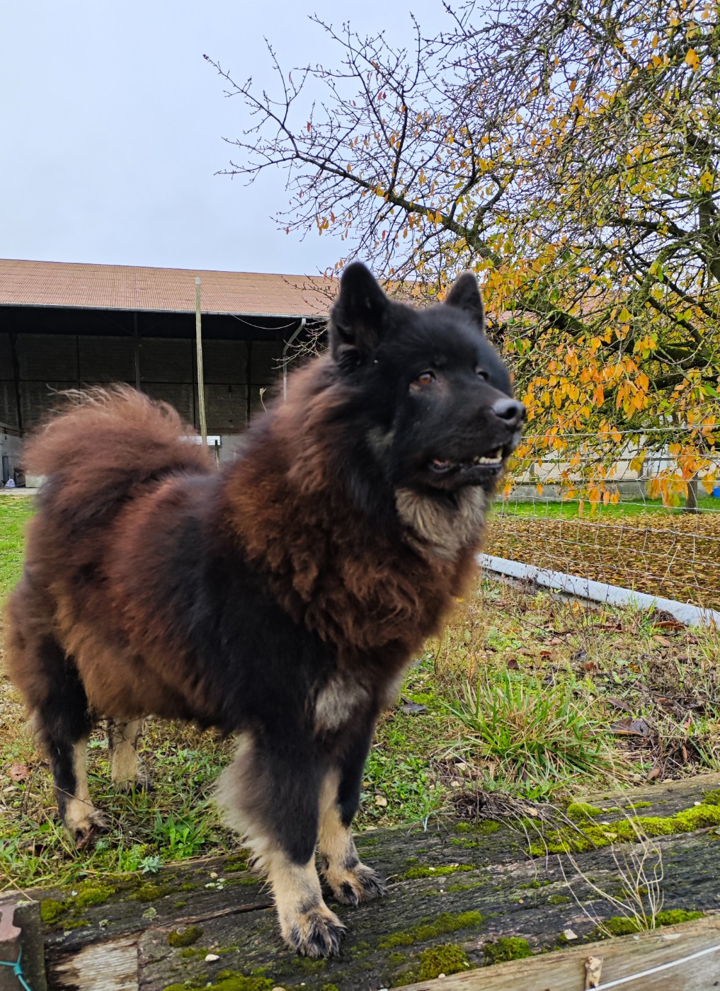 Des Gardiens d'Ysatis - mariage