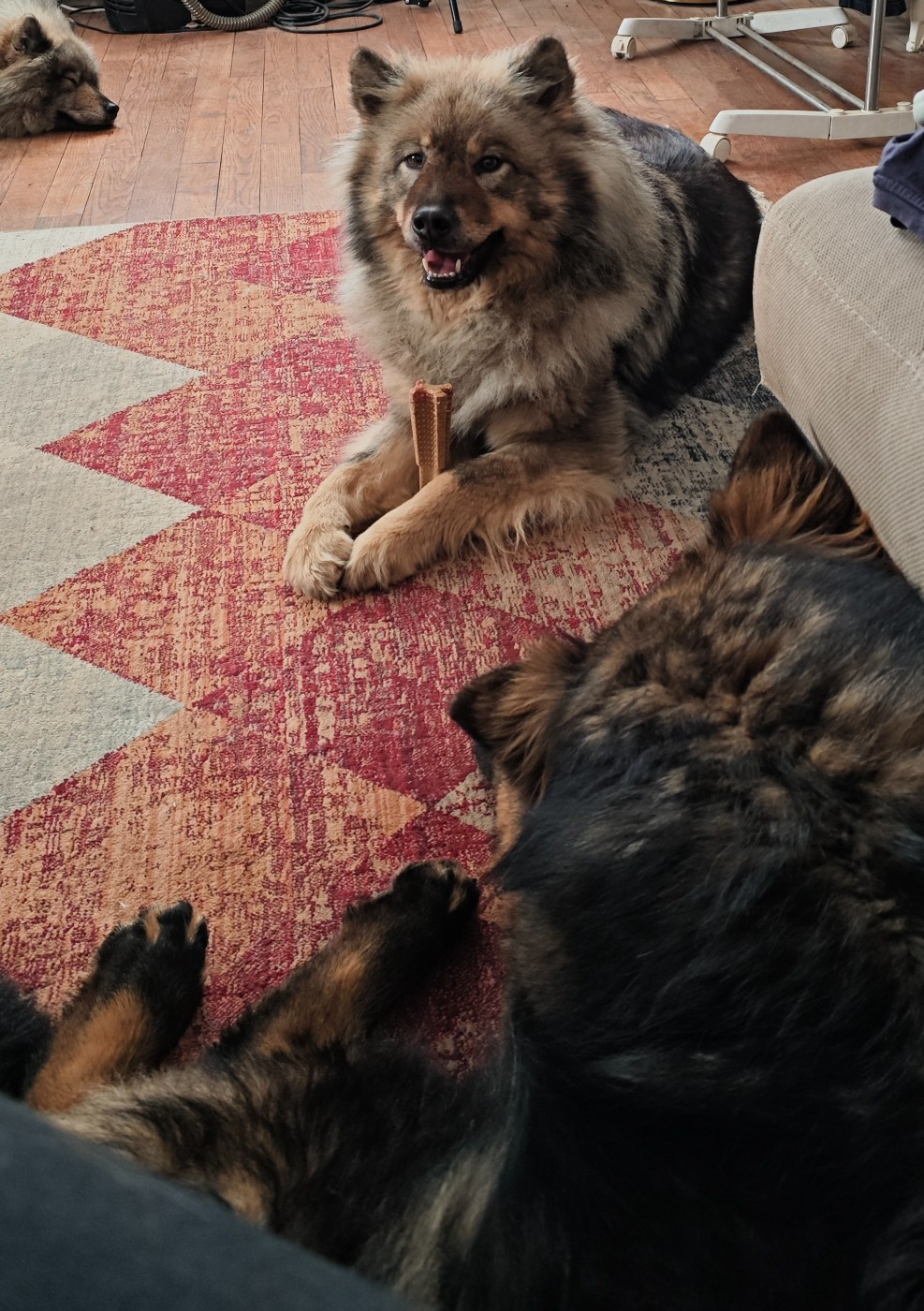 Bébés en préparation