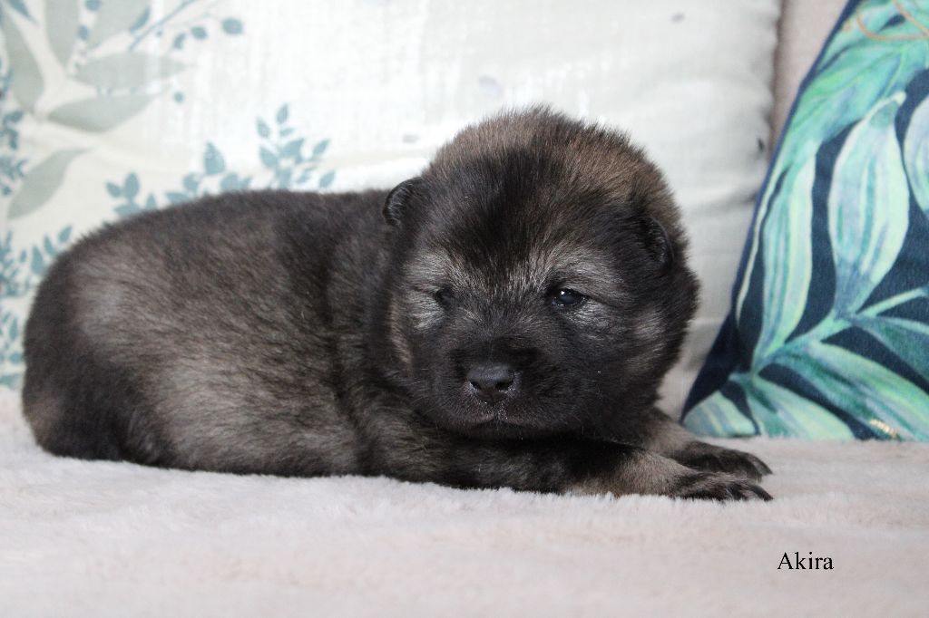 Des Gardiens d'Ysatis - Chiots disponibles - Eurasier
