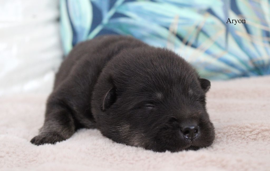 Des Gardiens d'Ysatis - Chiots disponibles - Eurasier