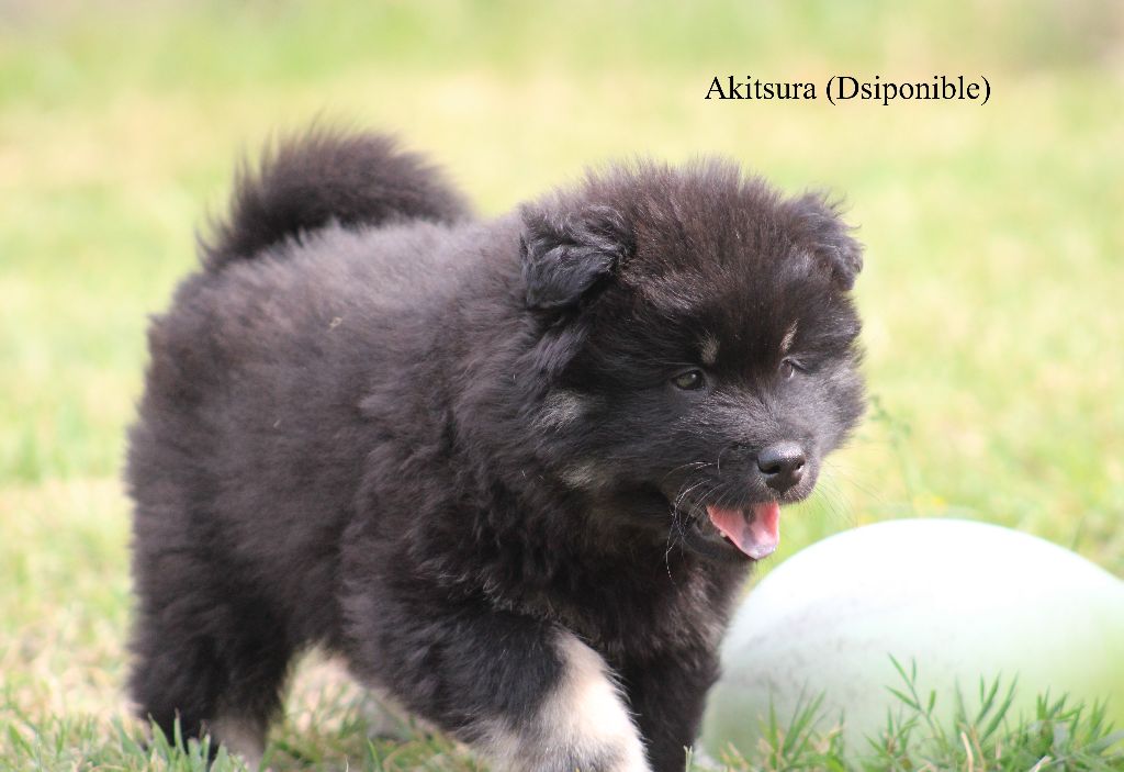 Des Gardiens d'Ysatis - Chiots disponibles - Eurasier