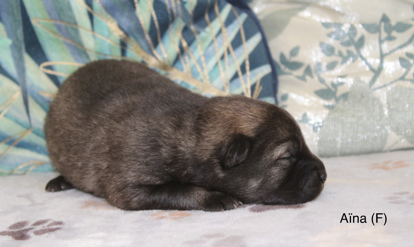 Des Gardiens d'Ysatis - Chiots disponibles - Eurasier