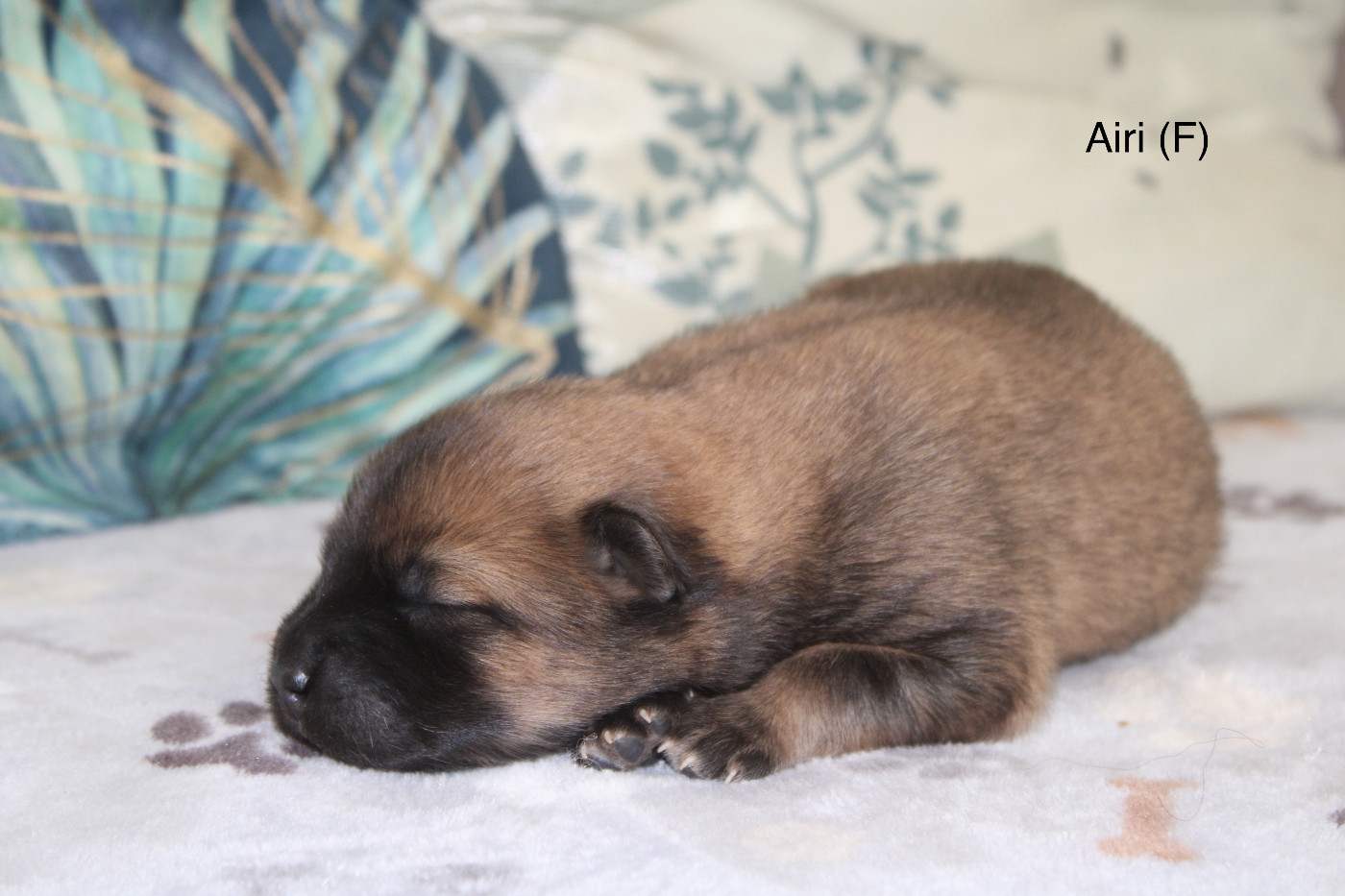 Des Gardiens d'Ysatis - Chiots disponibles - Eurasier
