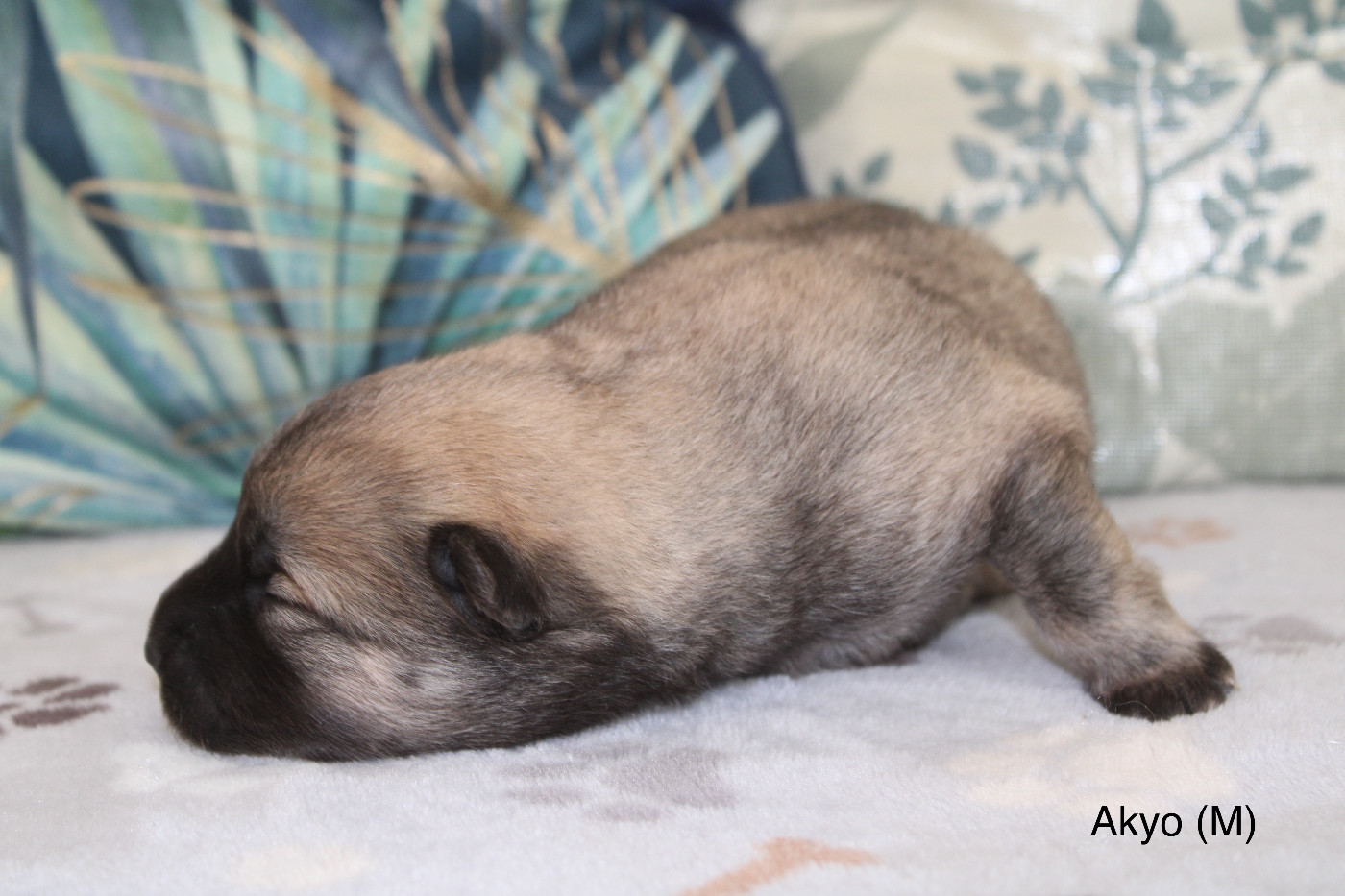 Des Gardiens d'Ysatis - Chiots disponibles - Eurasier