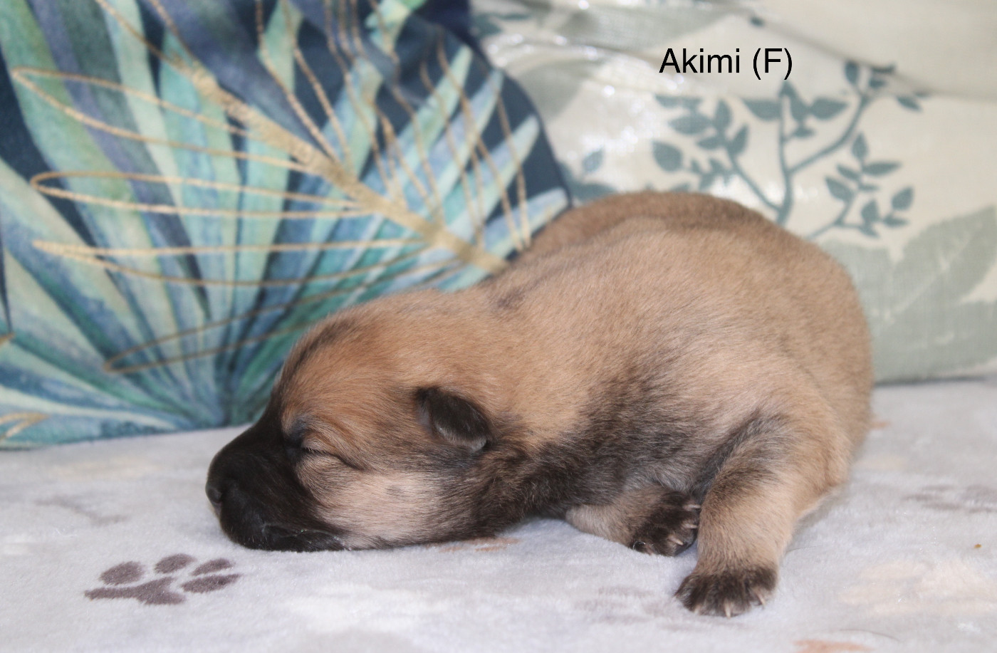 Des Gardiens d'Ysatis - Chiots disponibles - Eurasier