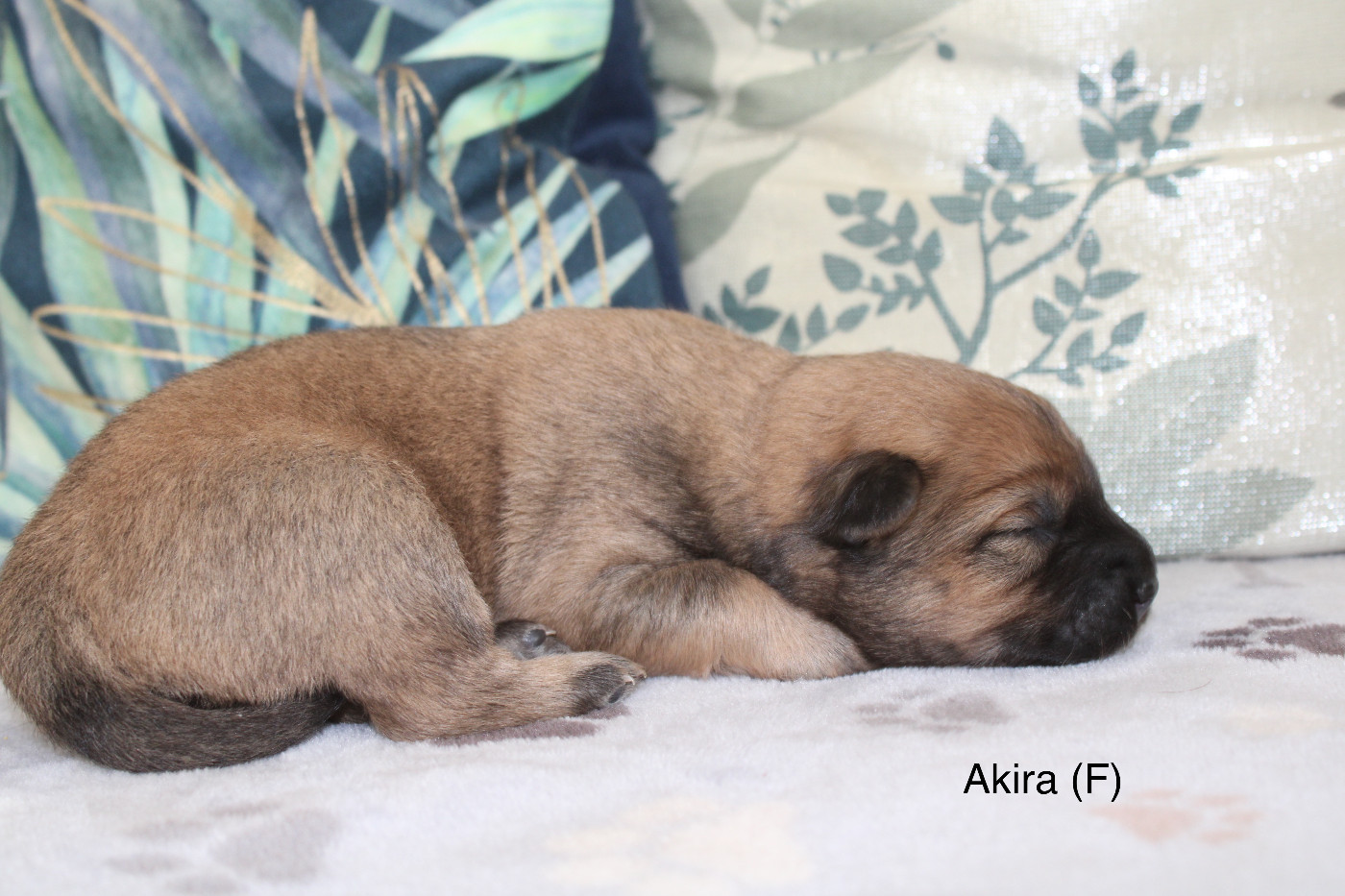 Des Gardiens d'Ysatis - Chiots disponibles - Eurasier