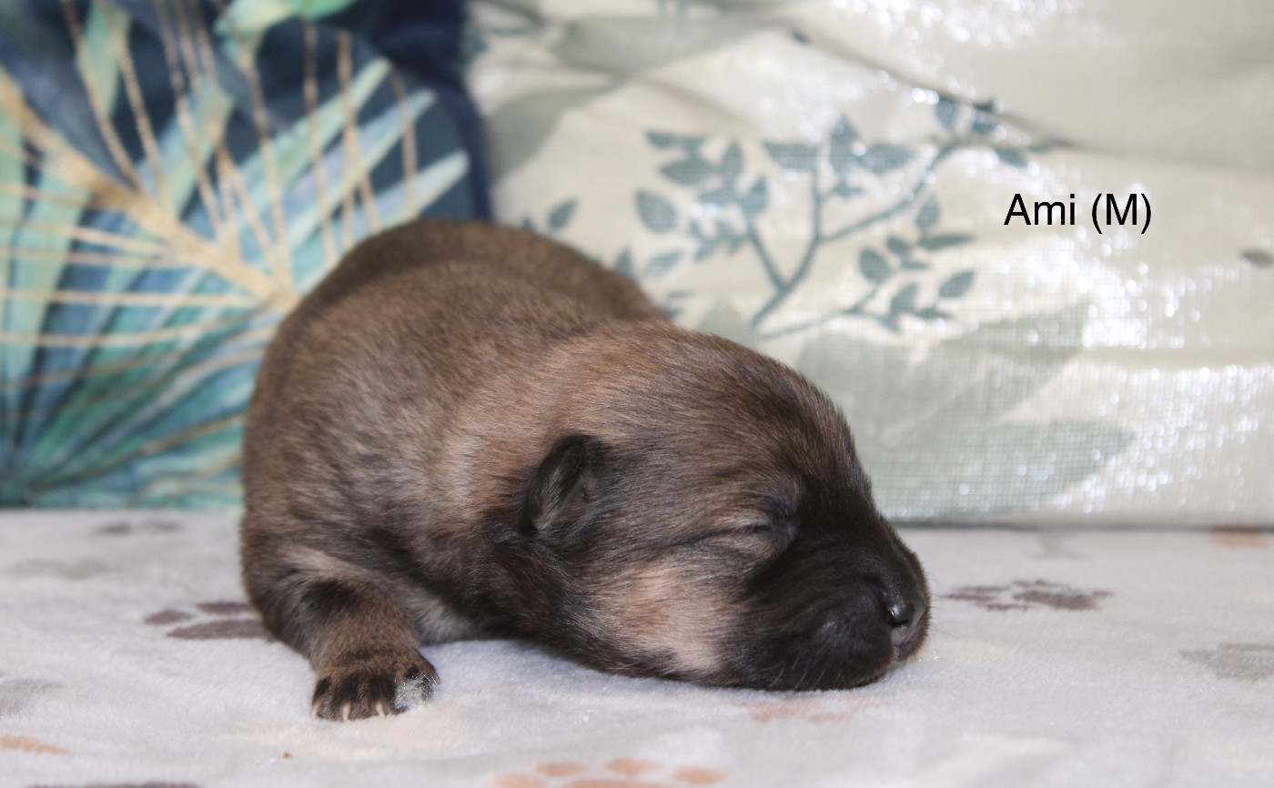 Des Gardiens d'Ysatis - Chiots disponibles - Eurasier