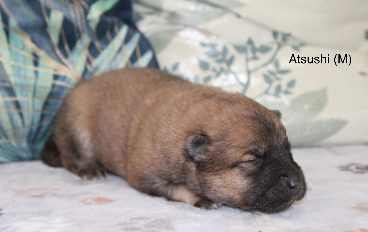 Des Gardiens d'Ysatis - Chiots disponibles - Eurasier