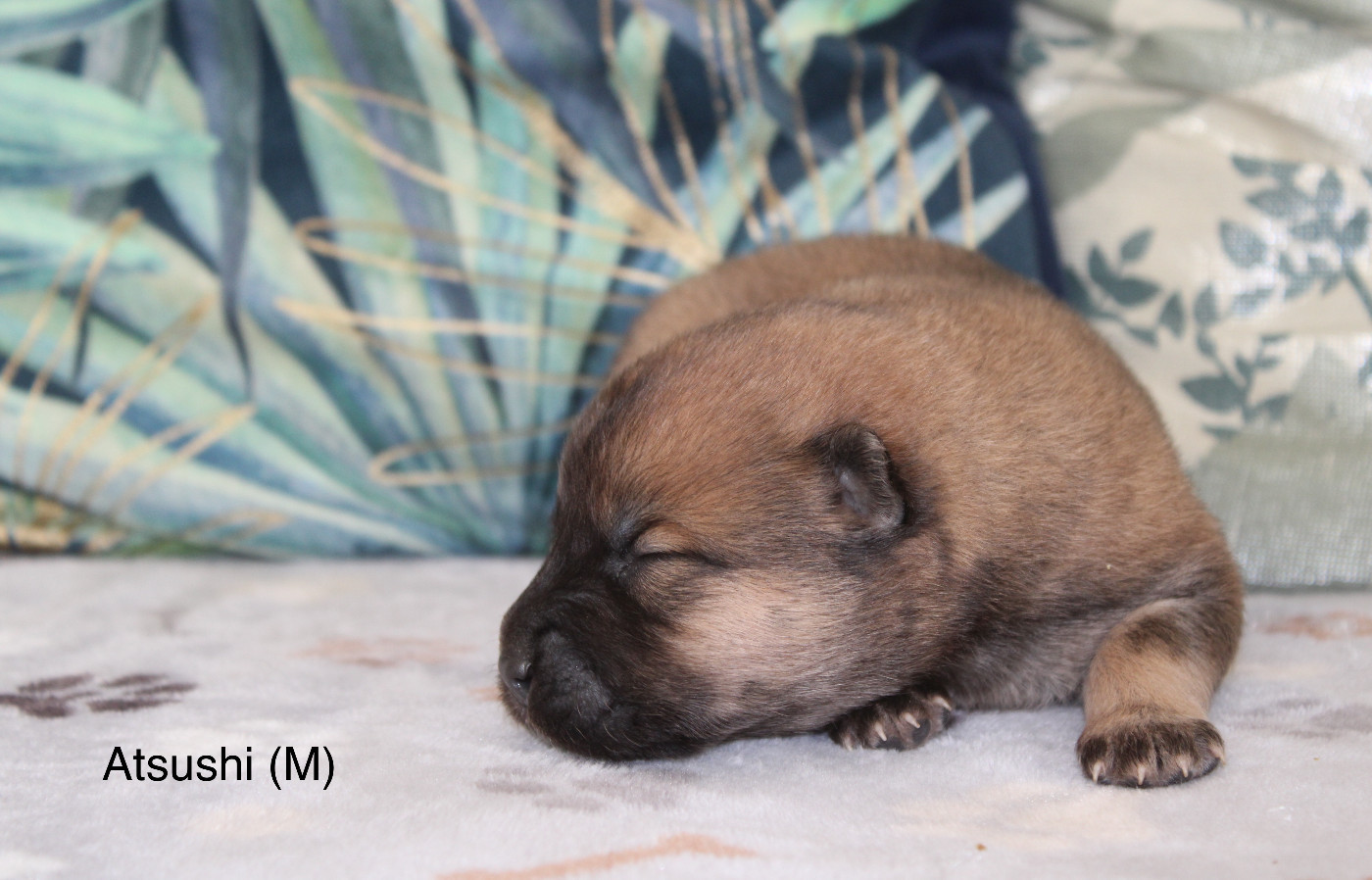 Chiot Eurasier Des Gardiens d'Ysatis