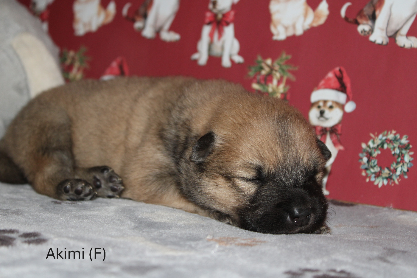 Des Gardiens d'Ysatis - Chiots disponibles - Eurasier
