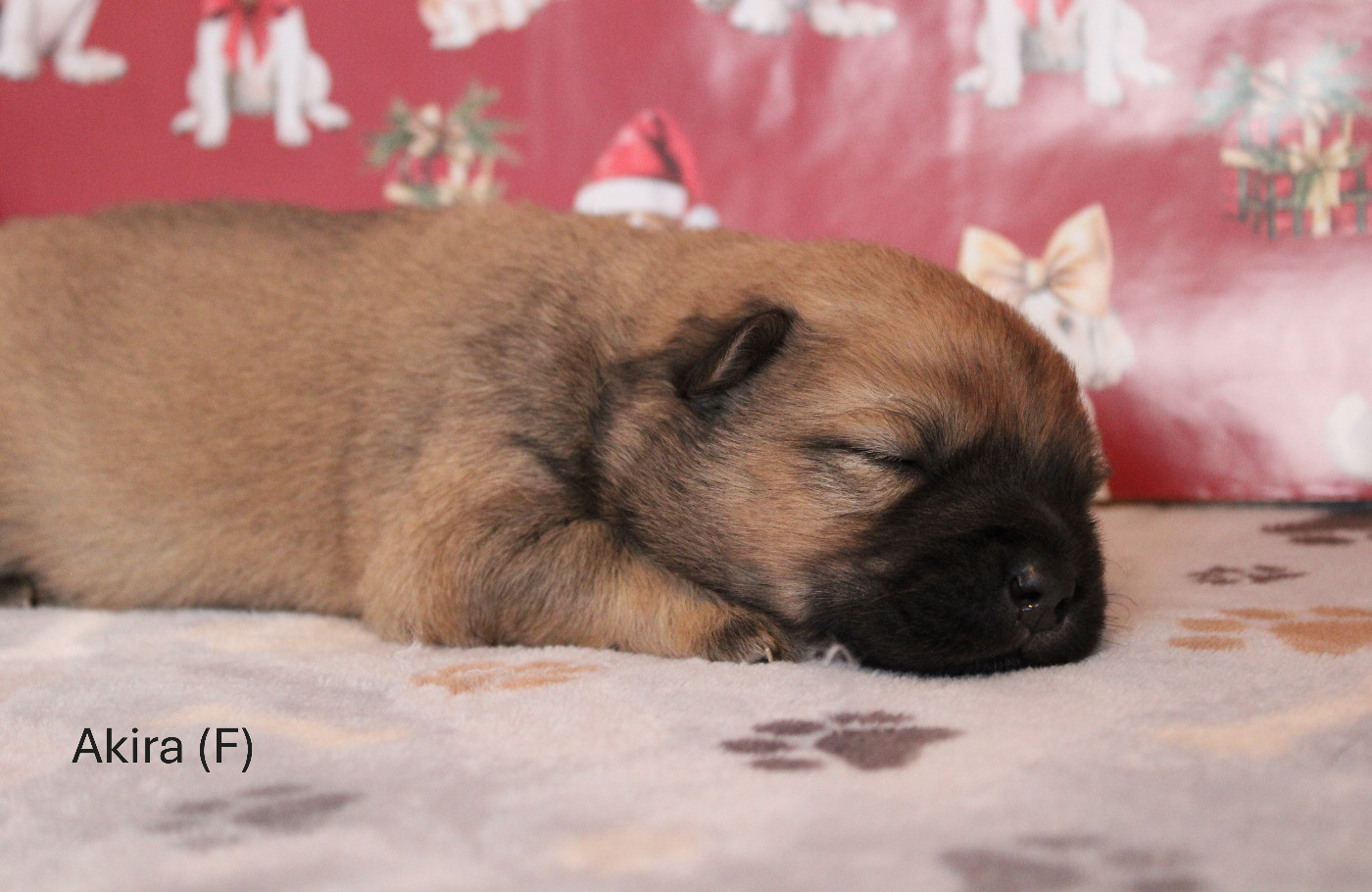 Des Gardiens d'Ysatis - Chiots disponibles - Eurasier