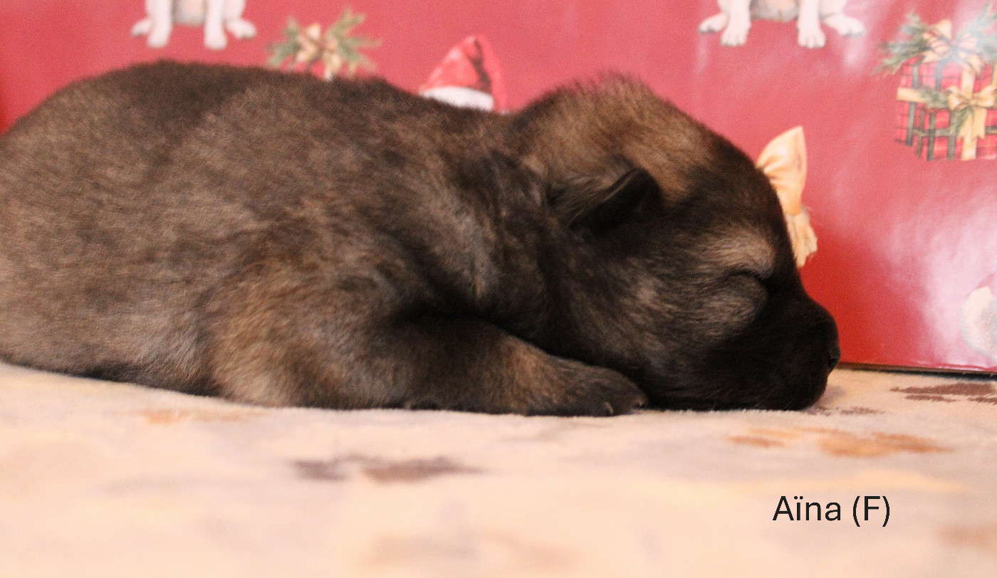 Des Gardiens d'Ysatis - Chiots disponibles - Eurasier