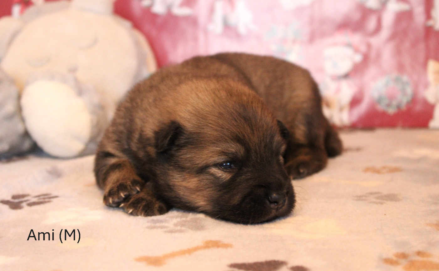 Des Gardiens d'Ysatis - Chiots disponibles - Eurasier
