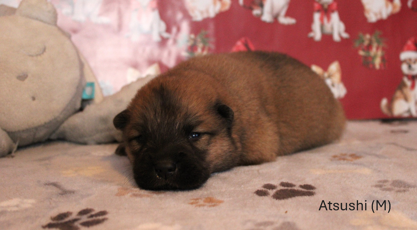 Des Gardiens d'Ysatis - Chiots disponibles - Eurasier