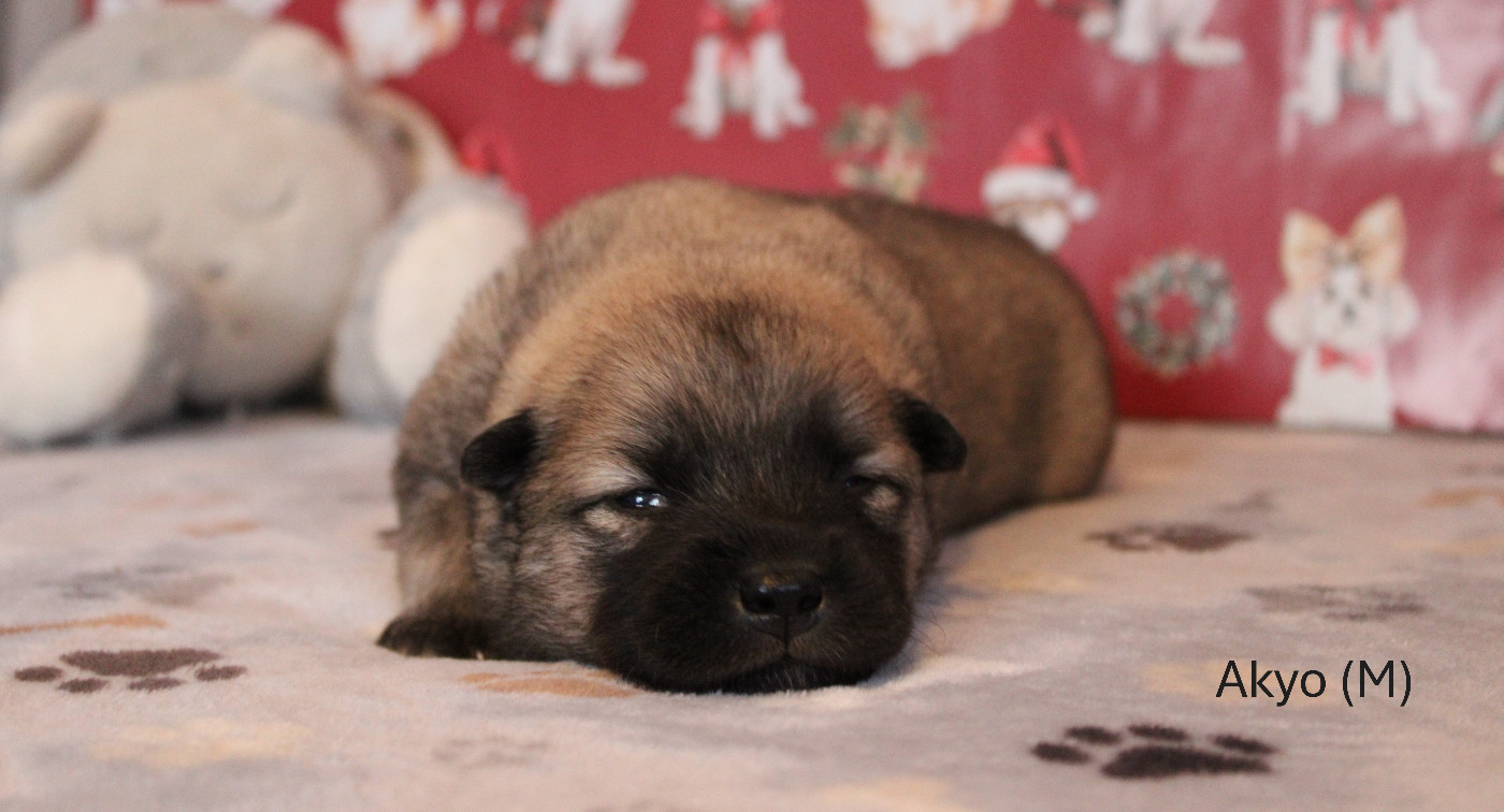 Des Gardiens d'Ysatis - Chiots disponibles - Eurasier
