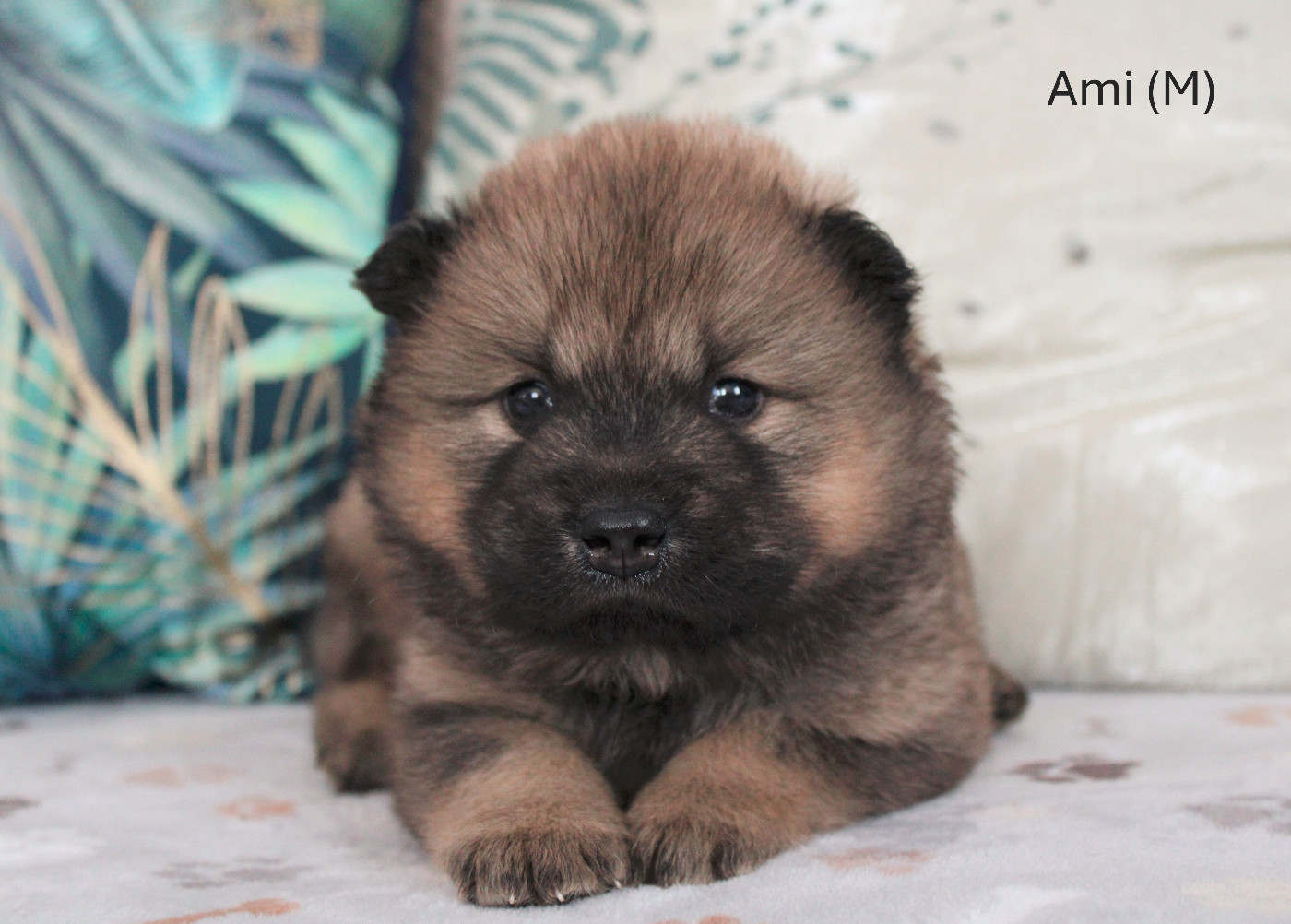 Des Gardiens d'Ysatis - Chiots disponibles - Eurasier