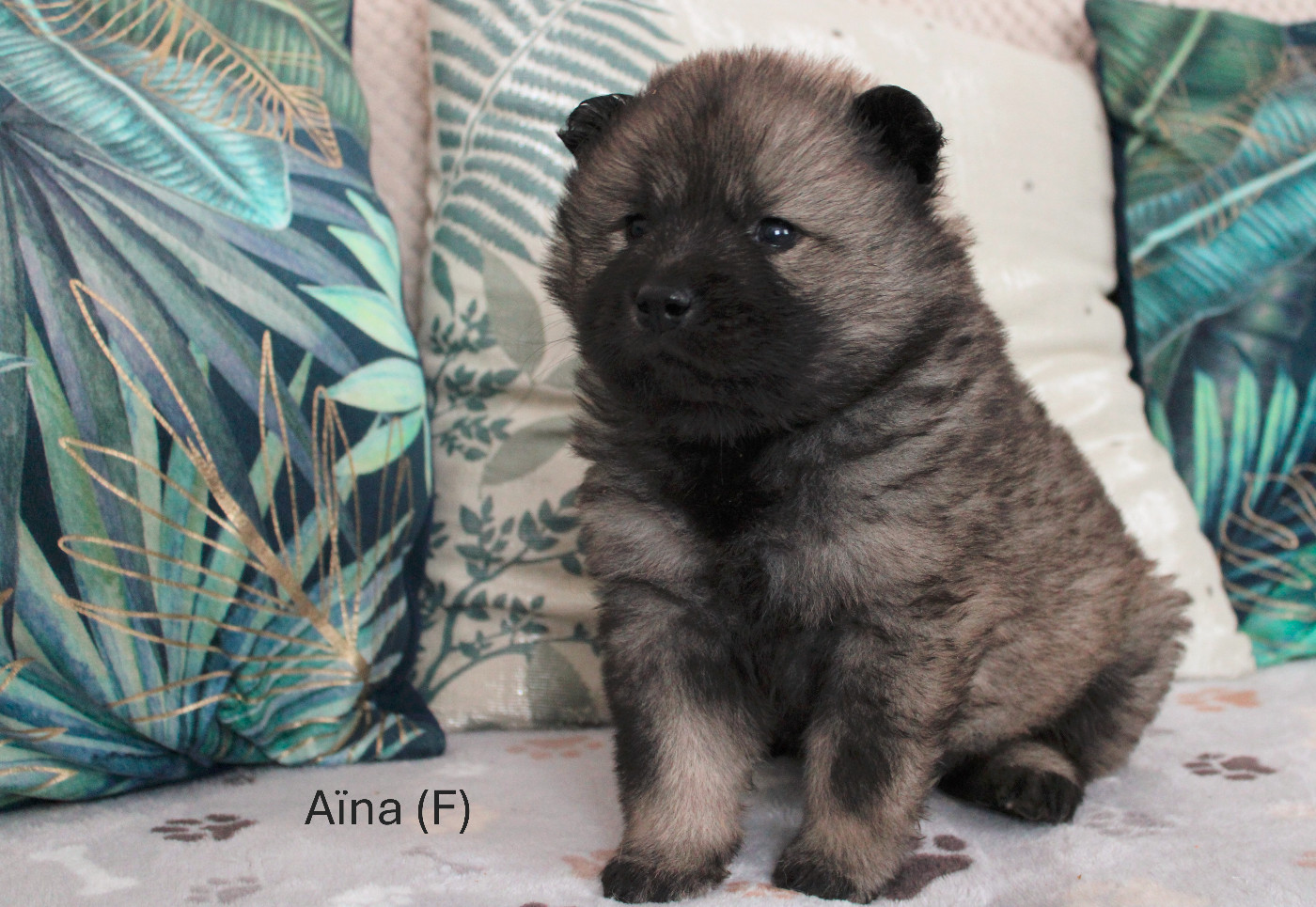 Des Gardiens d'Ysatis - Eurasier - Portée née le 07/12/2025