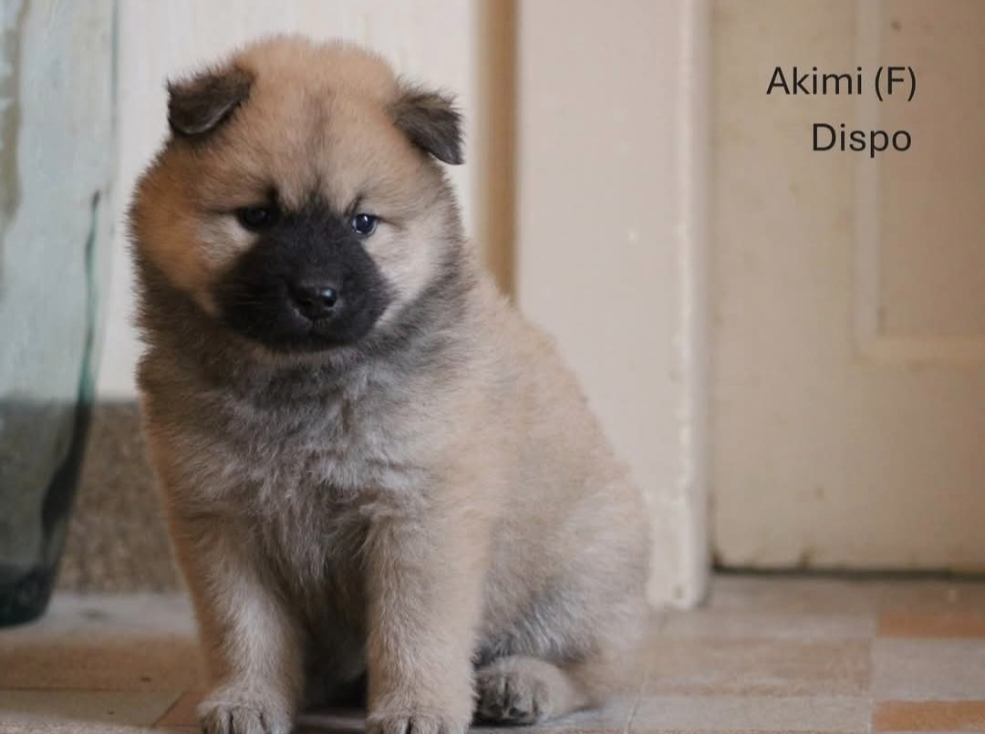 Des Gardiens d'Ysatis - Chiots disponibles - Eurasier