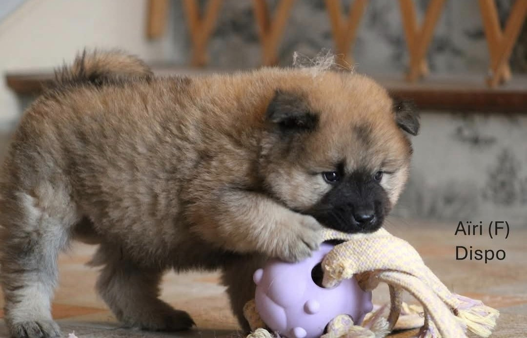 Des Gardiens d'Ysatis - Chiots disponibles - Eurasier