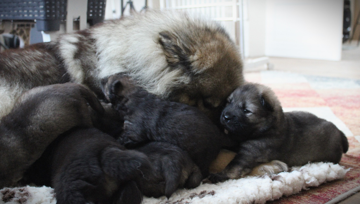 Chiot Eurasier Des Gardiens d'Ysatis