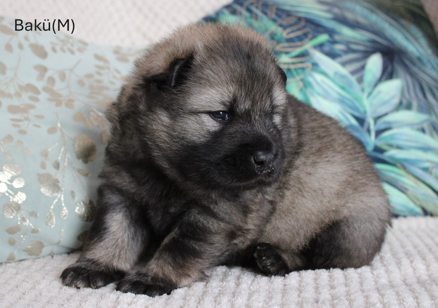 Des Gardiens d'Ysatis - Chiots disponibles - Eurasier