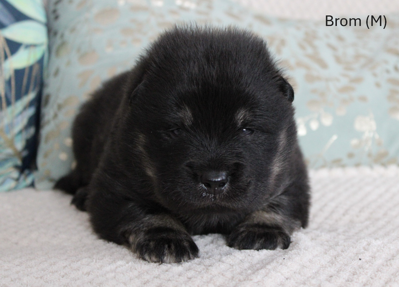 Des Gardiens d'Ysatis - Chiots disponibles - Eurasier