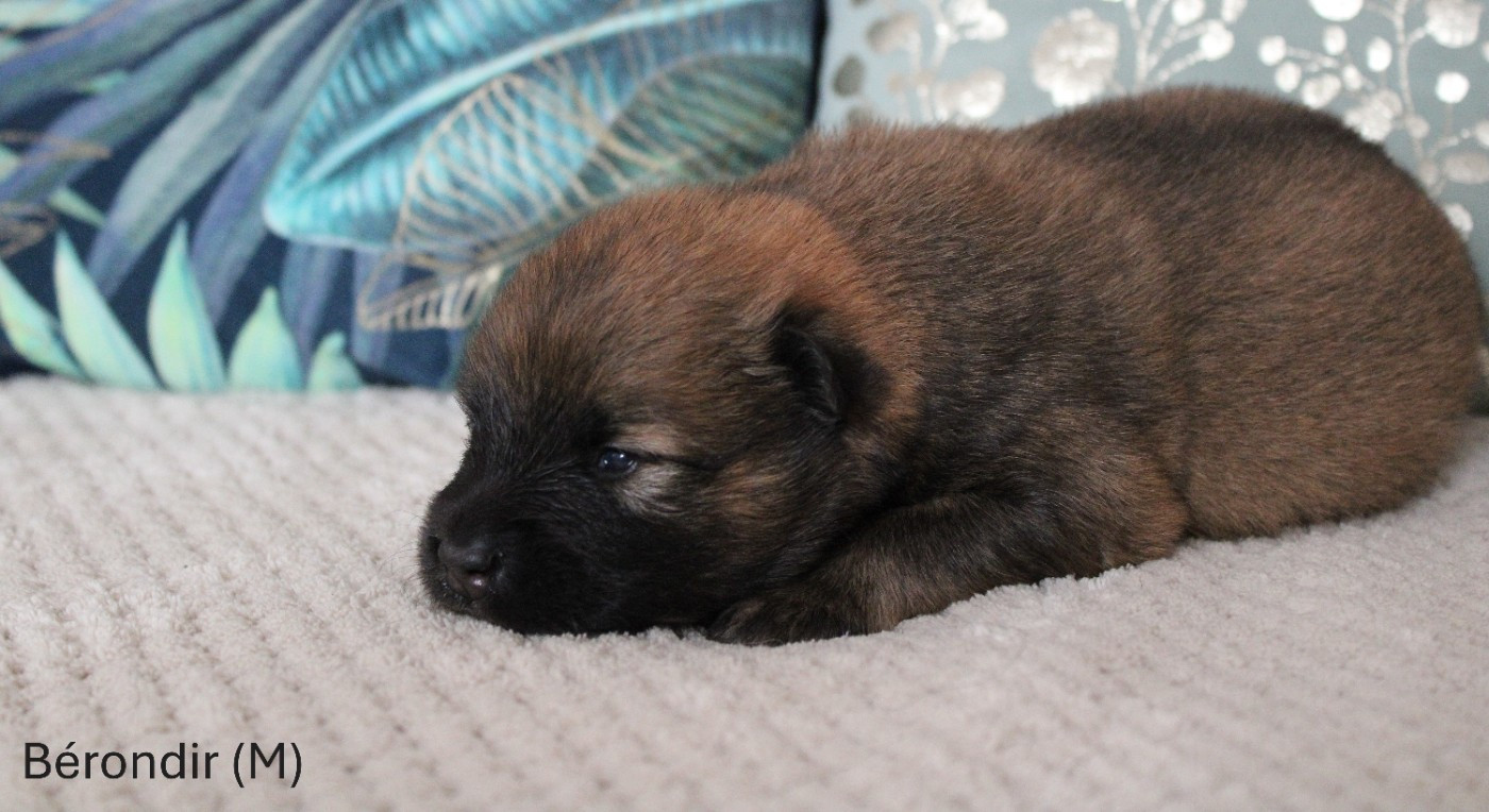 Des Gardiens d'Ysatis - Chiots disponibles - Eurasier