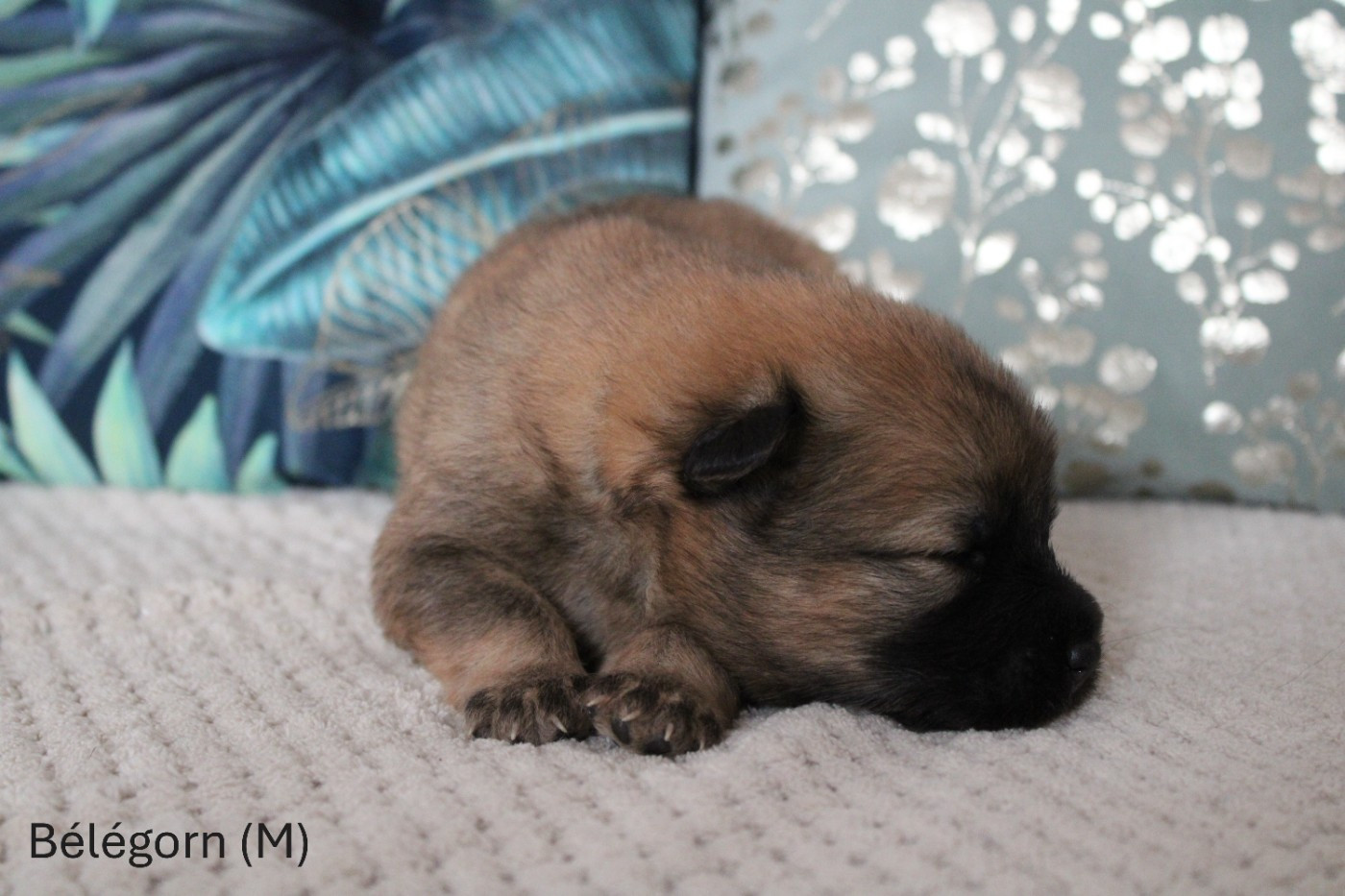 Des Gardiens d'Ysatis - Chiots disponibles - Eurasier