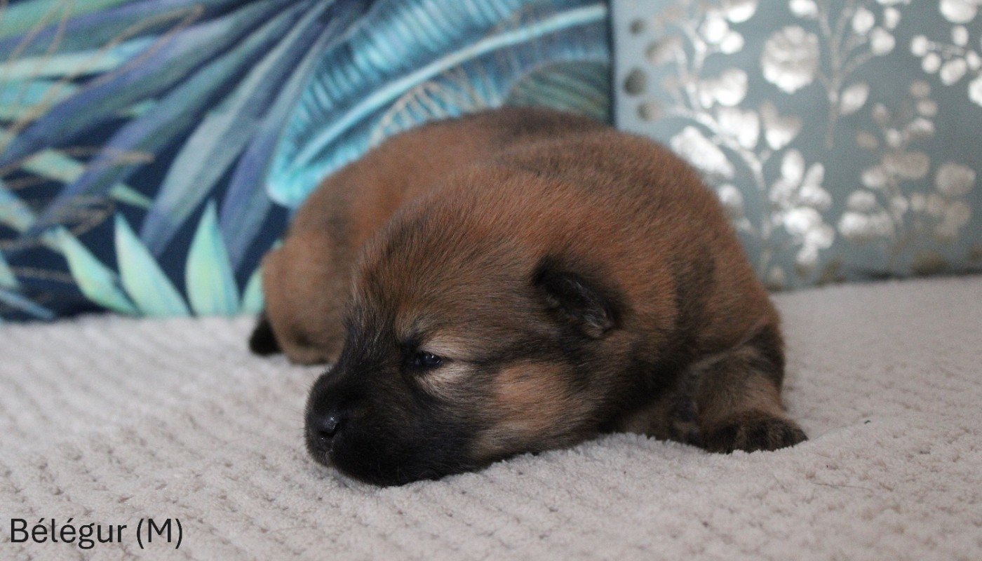 Des Gardiens d'Ysatis - Chiots disponibles - Eurasier