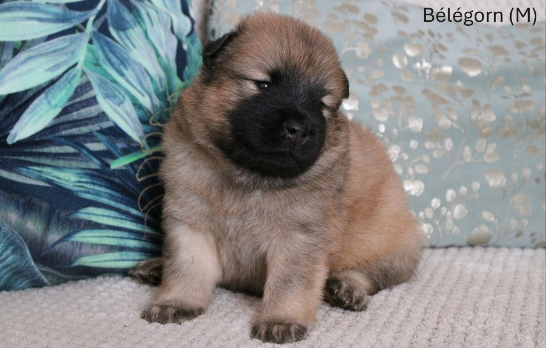 Des Gardiens d'Ysatis - Chiots disponibles - Eurasier