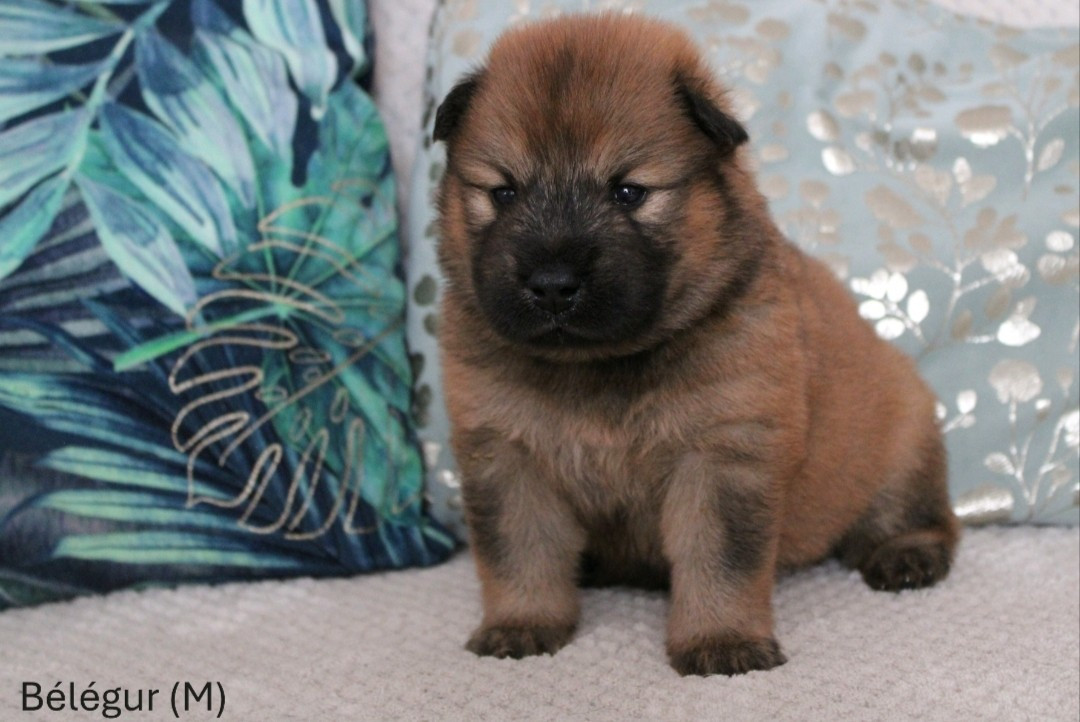 Des Gardiens d'Ysatis - Chiots disponibles - Eurasier