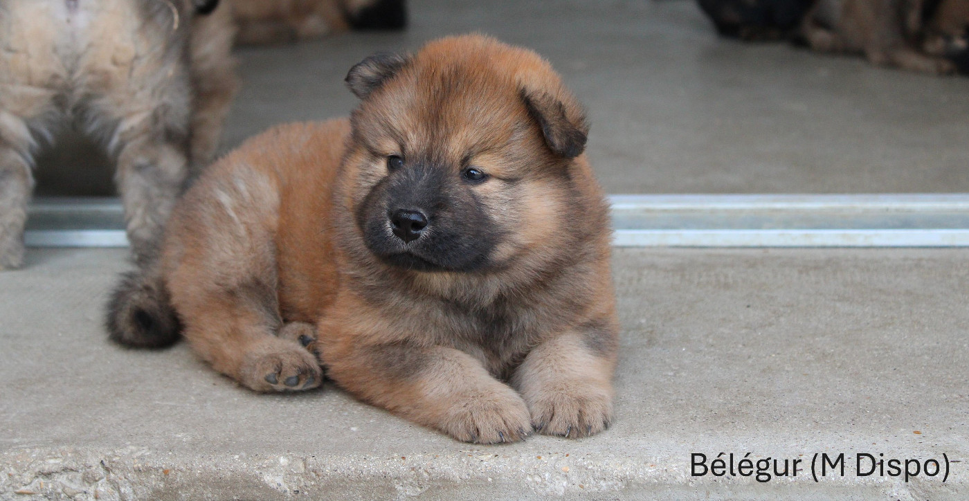 Des Gardiens d'Ysatis - Chiots disponibles - Eurasier