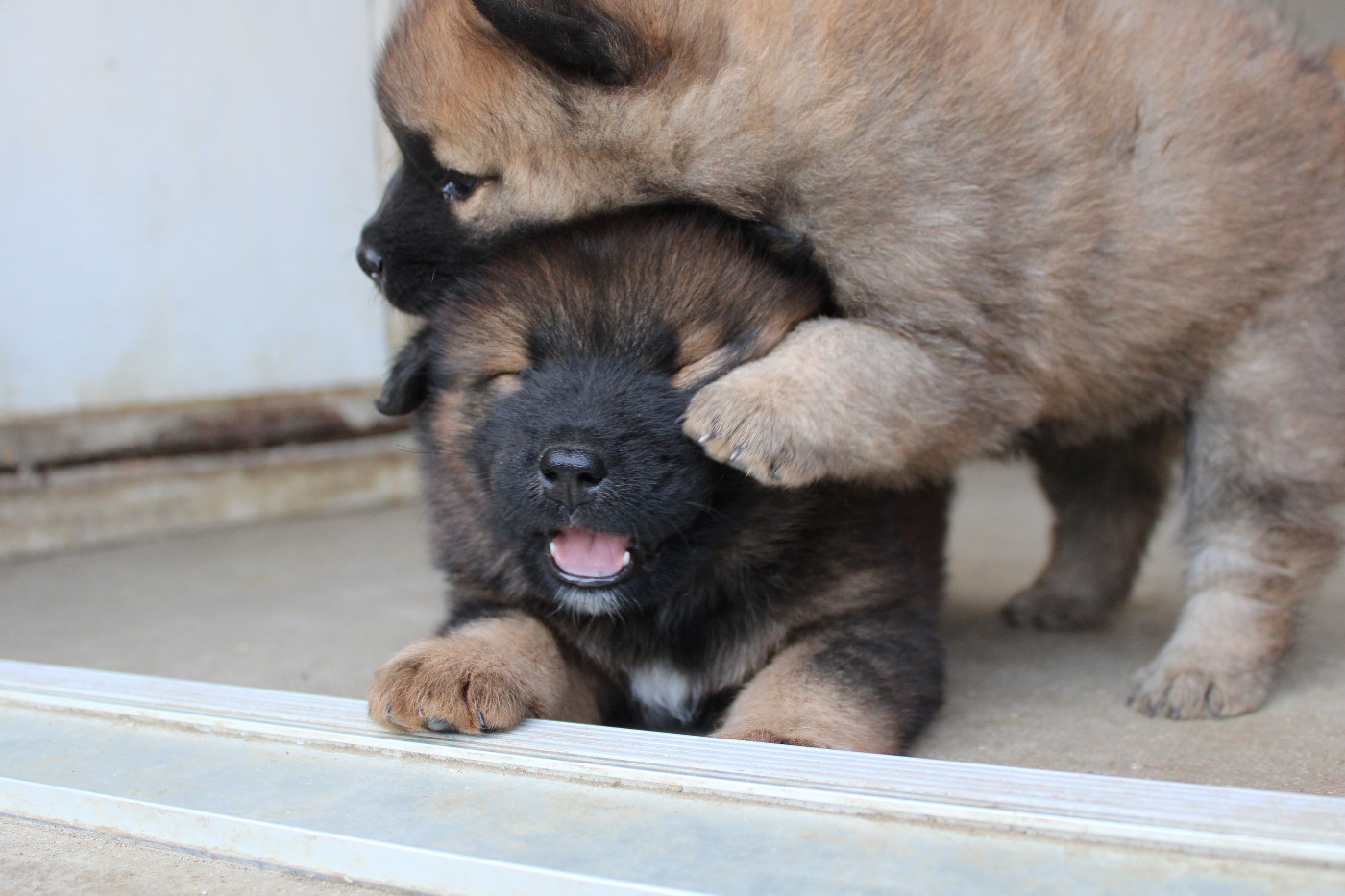 Chiot Eurasier Des Gardiens d'Ysatis