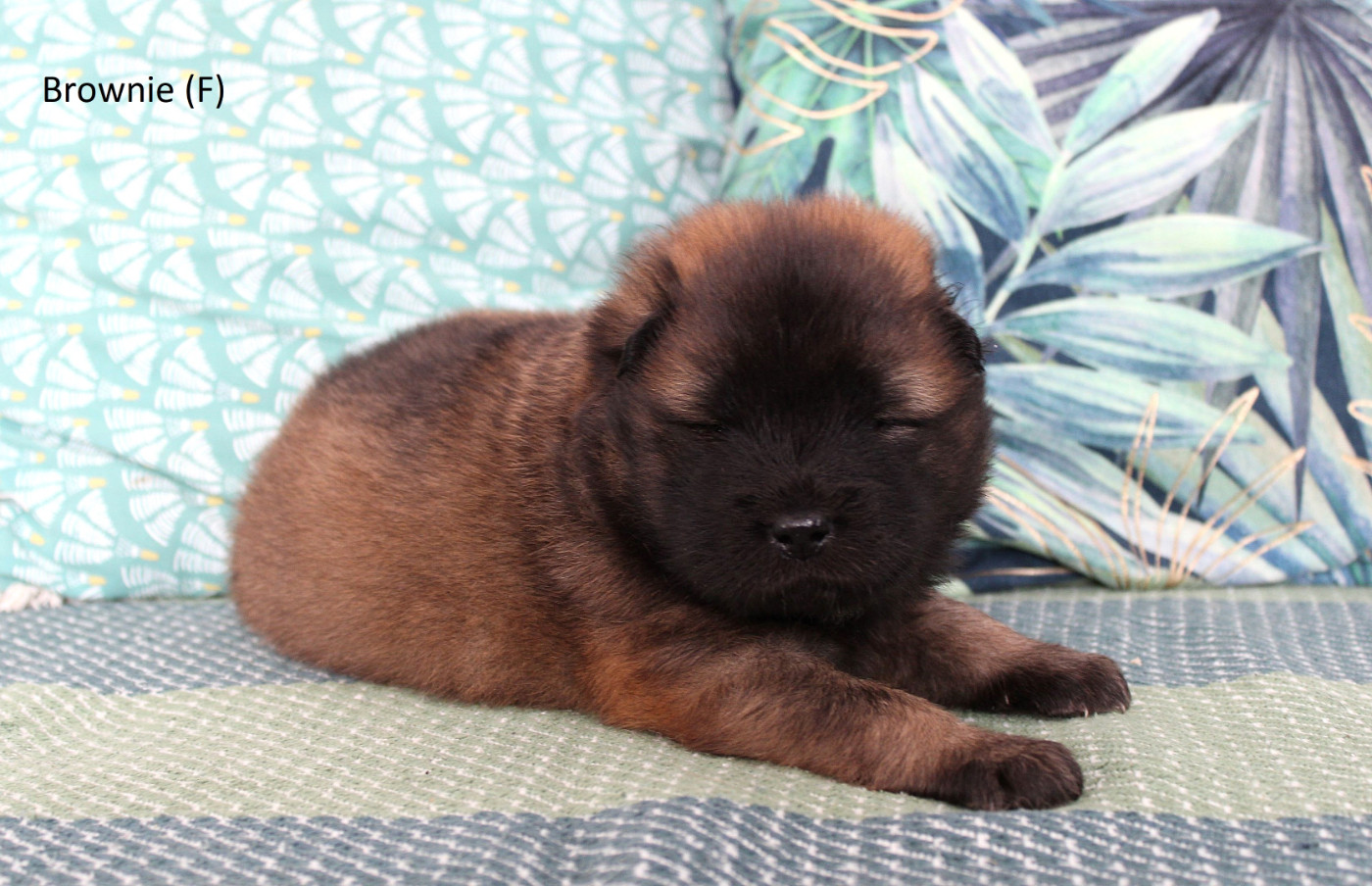 Des Gardiens d'Ysatis - Eurasier - Portée née le 10/09/2026