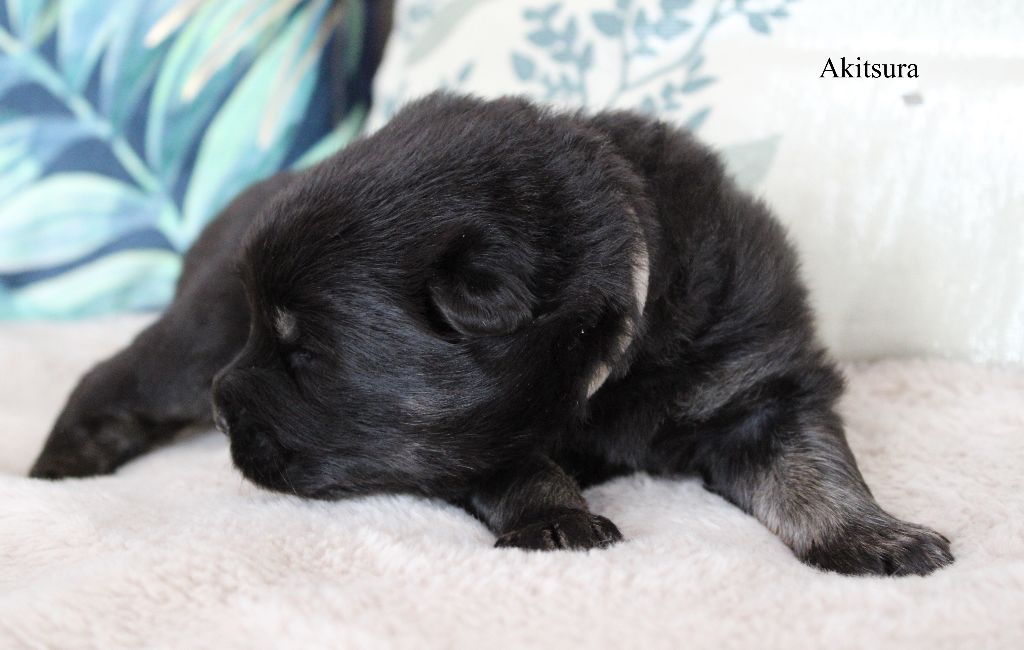 Des Gardiens d'Ysatis - Chiots disponibles - Eurasier