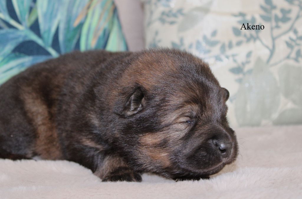 Des Gardiens d'Ysatis - Chiots disponibles - Eurasier
