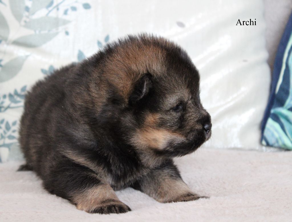 Des Gardiens d'Ysatis - Chiots disponibles - Eurasier