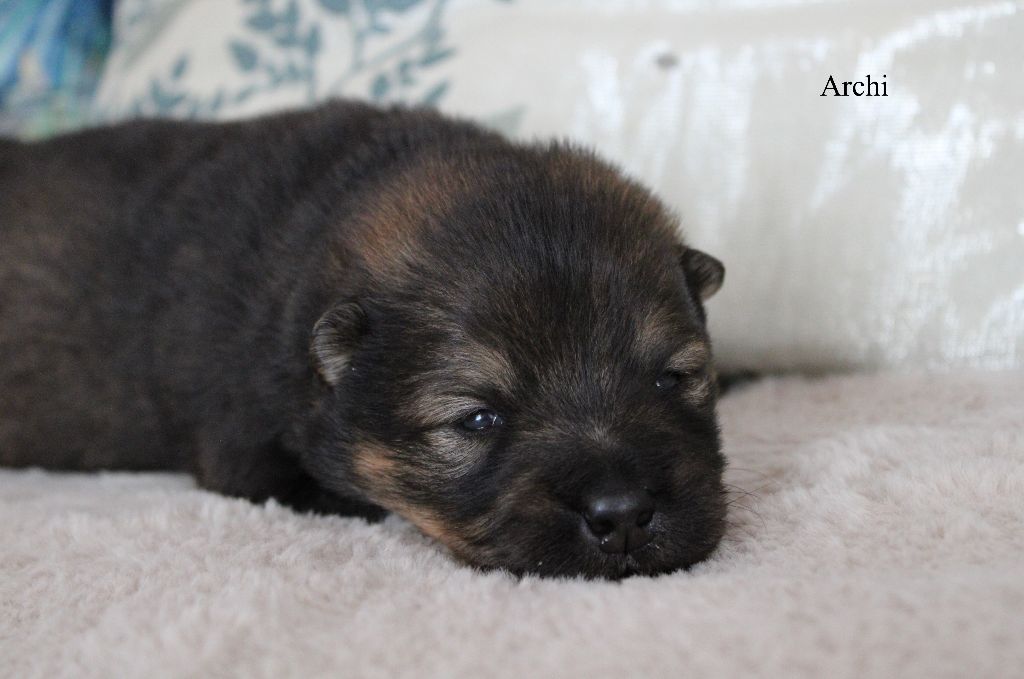 Des Gardiens d'Ysatis - Chiots disponibles - Eurasier